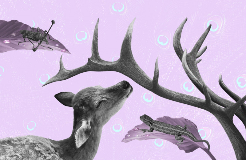 О бесполезности больших рогов: как биологи смирились с женскими причудами