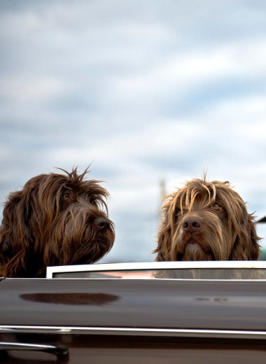 Идеальный плейлист для собак: эта музыка успокоит вашего пса в дорожном путешествии