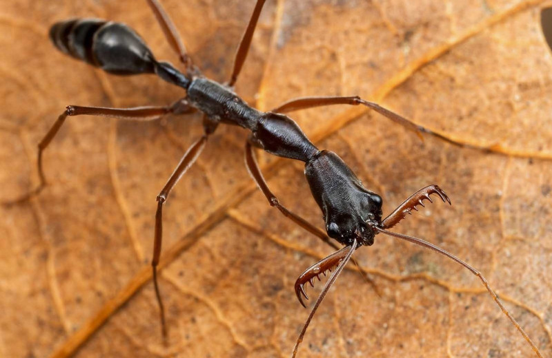 Ядовитые капканы из вражеских голов: как воюют самые жестокие муравьи