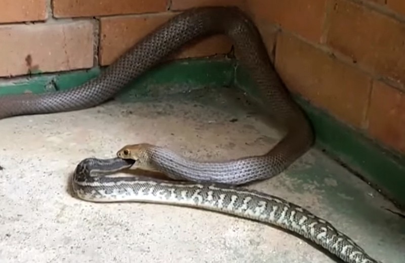 Сетчатая змея ест питона: видео