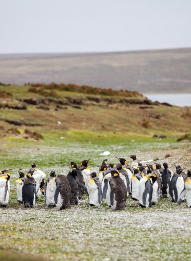 Почему пингвины кучкуются?