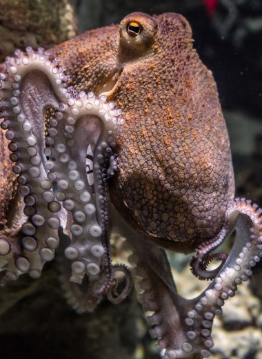 Факты об осьминогах: удивительные животные, о которых практически ничего не знают даже прожженные умники