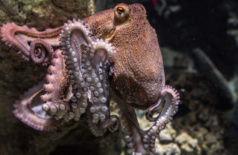 Факты об осьминогах: удивительные животные, о которых практически ничего не знают даже прожженные умники