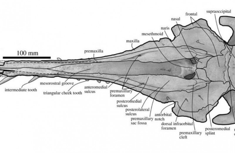Новозеландские палеонтологи описали дельфина-пилу