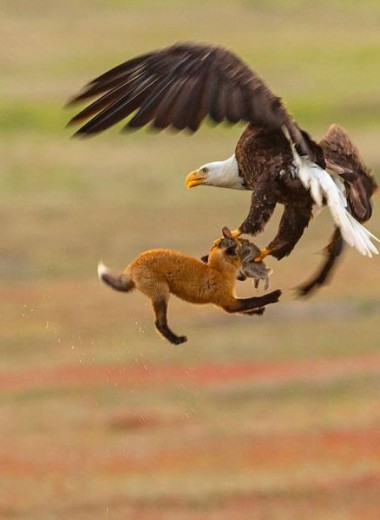 Белоголовый орлан отбирает у лисы добычу: фото