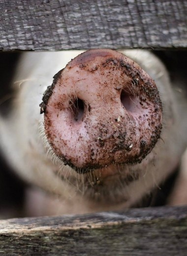 Как пандемия «свиной чумы» распространяется по планете: апокалипсис свиней