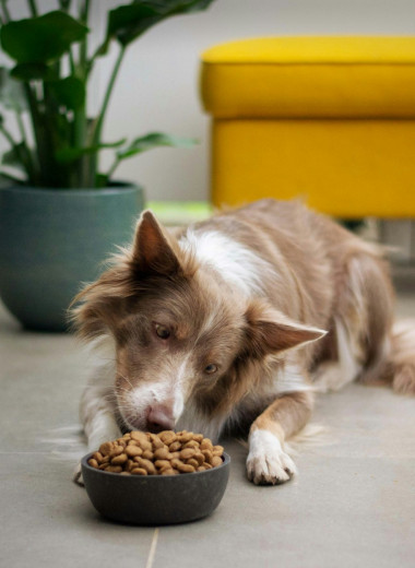 Кормление собак сырым мясом может привести к устойчивым к антибиотикам бактериям
