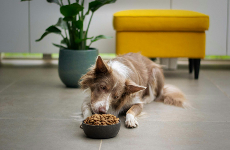 Кормление собак сырым мясом может привести к устойчивым к антибиотикам бактериям