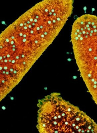 Ученые нашли в геномах бактерий сотни тысяч противовирусных механизмов защиты