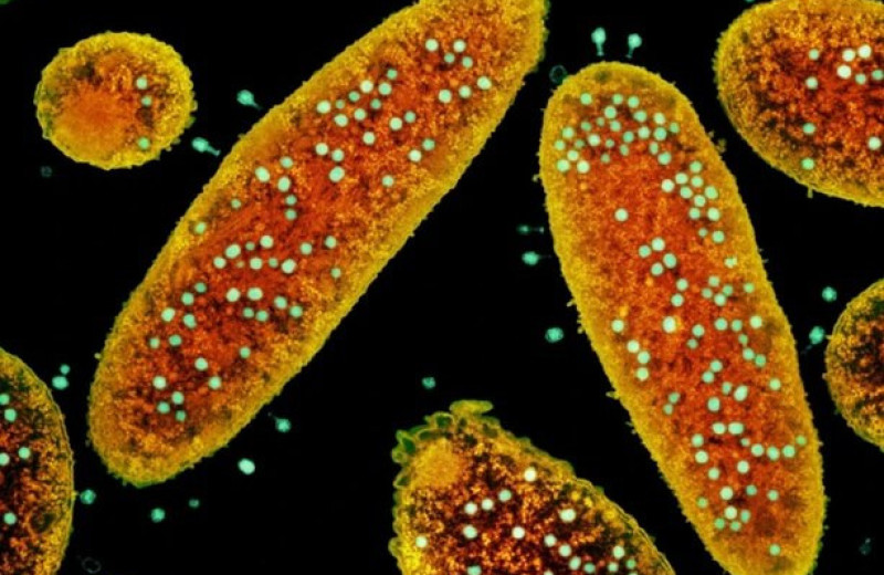 Ученые нашли в геномах бактерий сотни тысяч противовирусных механизмов защиты