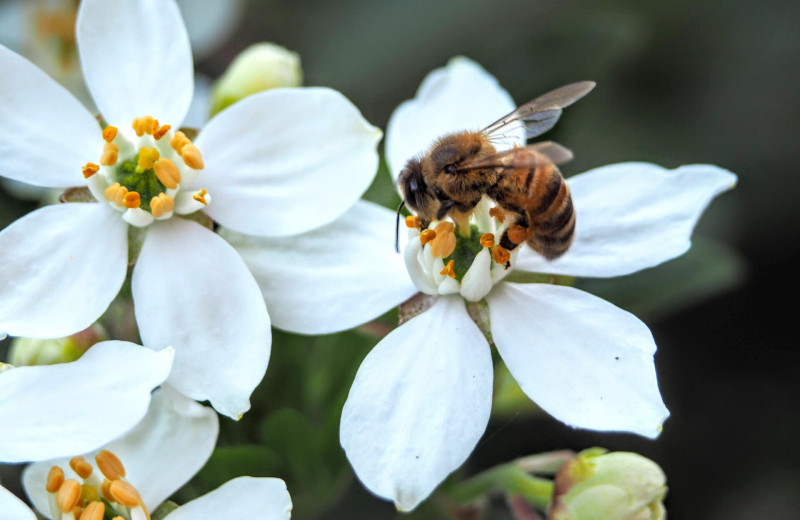 Живые помощники: какие насекомые полезны для сада и как их можно привлечь?