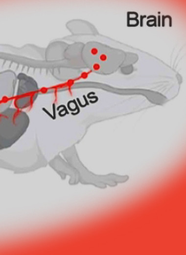 Бактерии переместились из кишечника в мозг мышей по блуждающему нерву