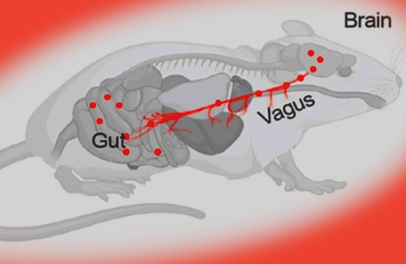 Бактерии переместились из кишечника в мозг мышей по блуждающему нерву