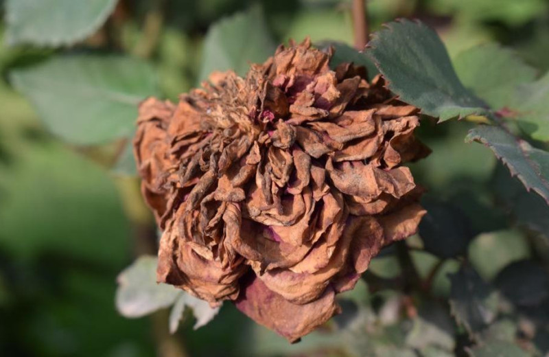 Феномен «Белых роз»: 5 историй, которые учат видеть прекрасное даже в «плохих» вещах
