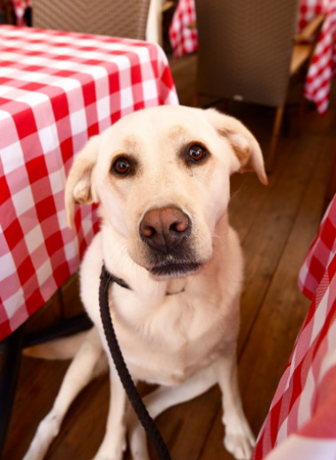 Как сходить в кафе с собакой, чтобы в твоем счете не было разбитой посуды и покусанных посетителей