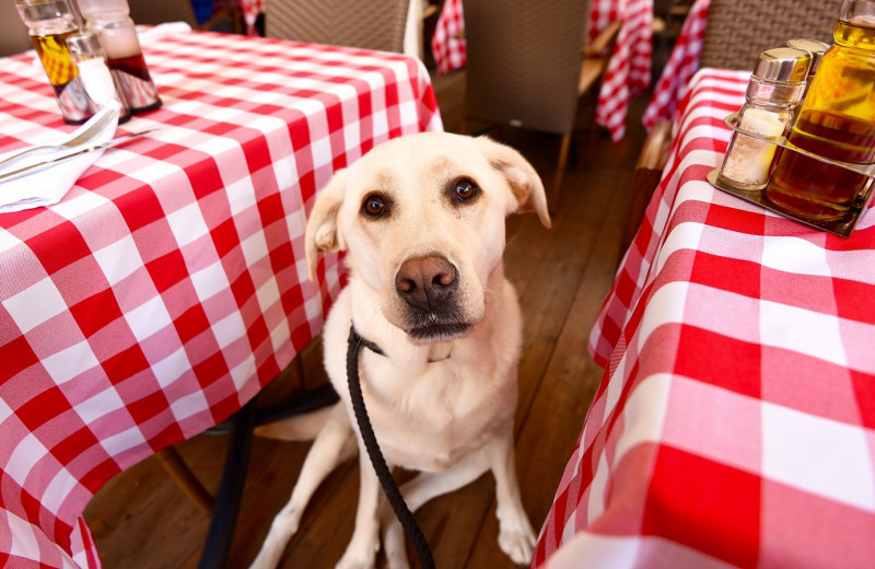 Как сходить в кафе с собакой, чтобы в твоем счете не было разбитой посуды и покусанных посетителей