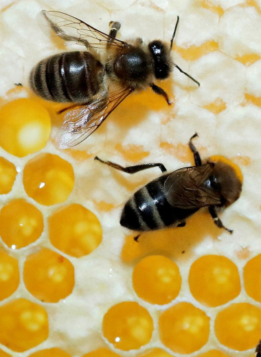 У пчел обнаружен фактор клеточного бессмертия