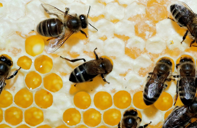 У пчел обнаружен фактор клеточного бессмертия