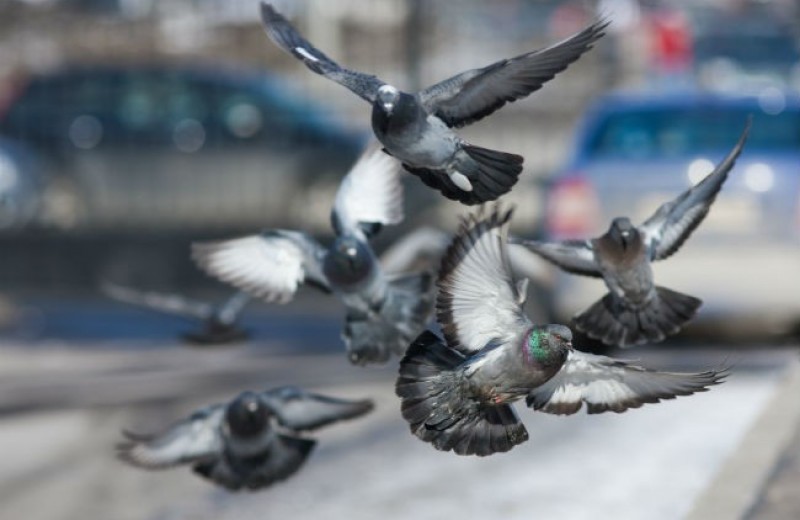 8 неожиданных фактов о голубях
