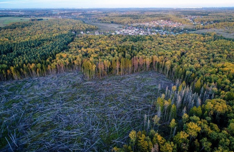 Что творится в российском лесу