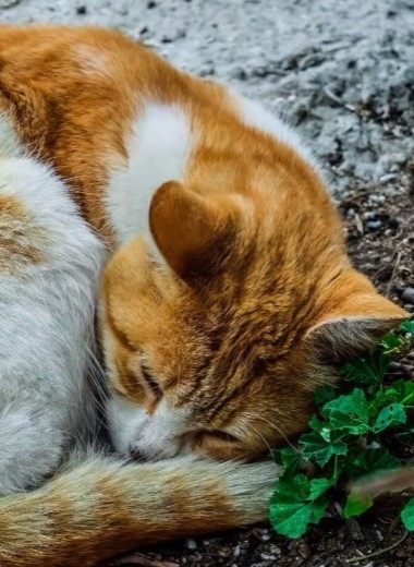 Что значит поза, в которой спит твоя кошка (7 поз)
