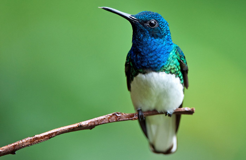 Приставания в мире птиц: как самки колибри спасаются от домогательств