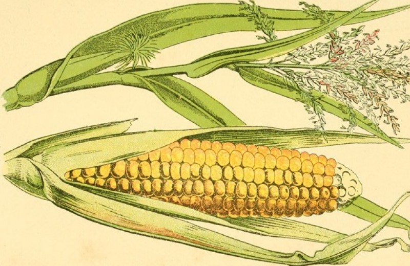 Кукурузу начали массово употреблять в пищу через пять тысяч лет после одомашнивания