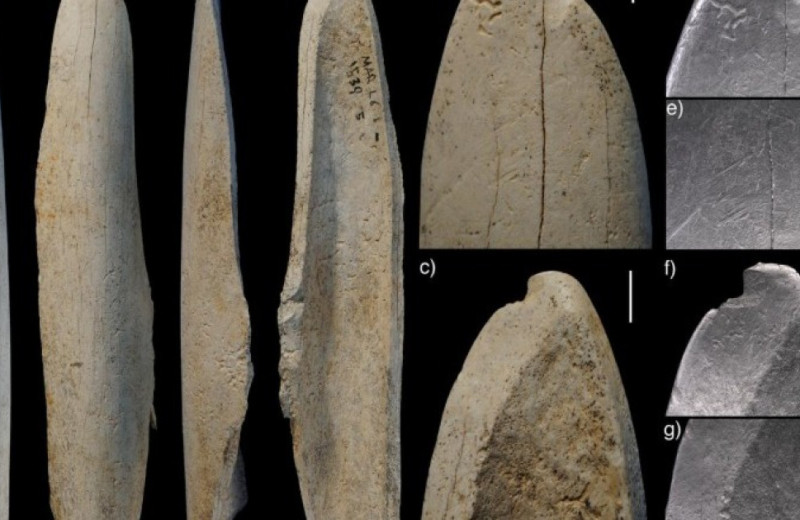 Неандертальцы освежевали туши обломком кости