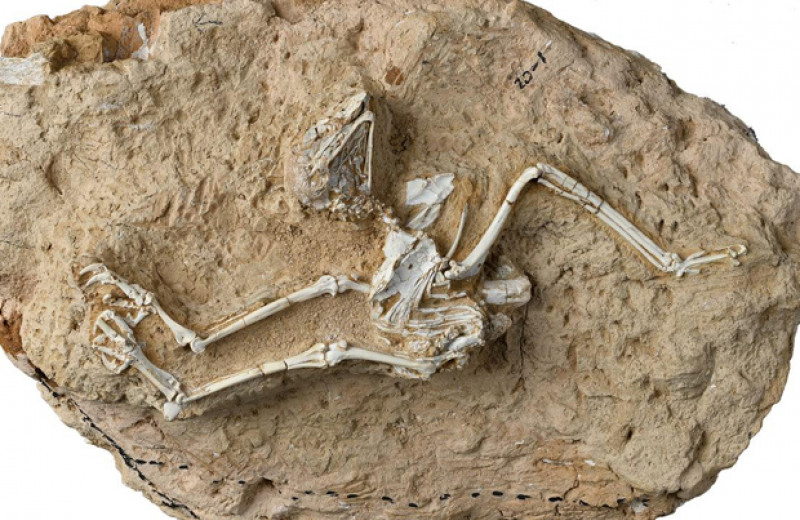 Китайские палеонтологи описали дневную сову возрастом 6-9,5 миллиона лет