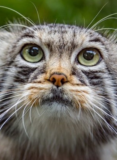 Любители одиночества: 10 фактов о манулах, самых сердитых котах России