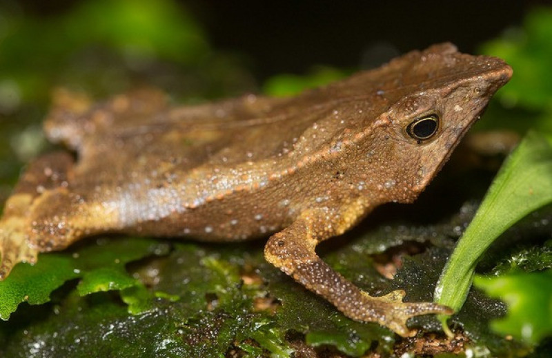 Зоологи впервые за сто с лишним лет услышали голос южноамериканской жабы