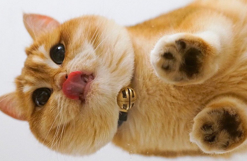 От Налы из Лос-Анджелеса до Степана из Харькова: 5 котов, которые стали звездами Instagram