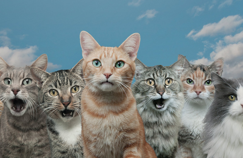 Мяу по-русски: как понять, о чем на самом деле говорят кошки