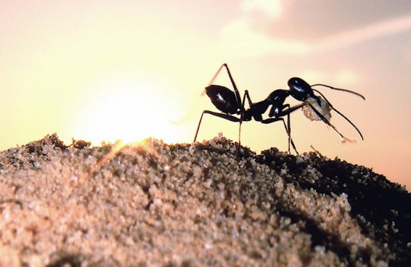 Энтомологи срыли насыпи над гнездами пустынных муравьев и заставили их плутать