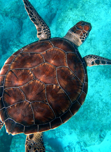 Зачем черепахам панцирь и могут ли они жить без него?