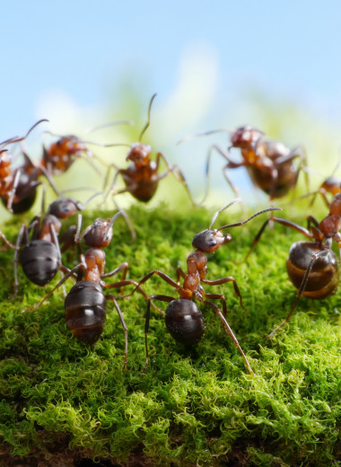 Что такое муравьиная спираль смерти?