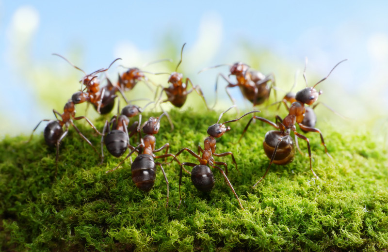 Что такое муравьиная спираль смерти?