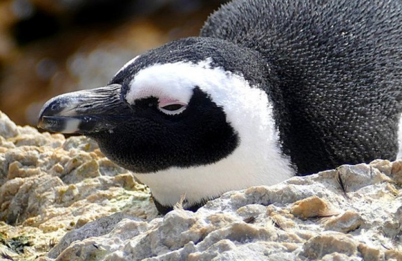 Пчелы насмерть зажалили 63 редких очковых пингвина