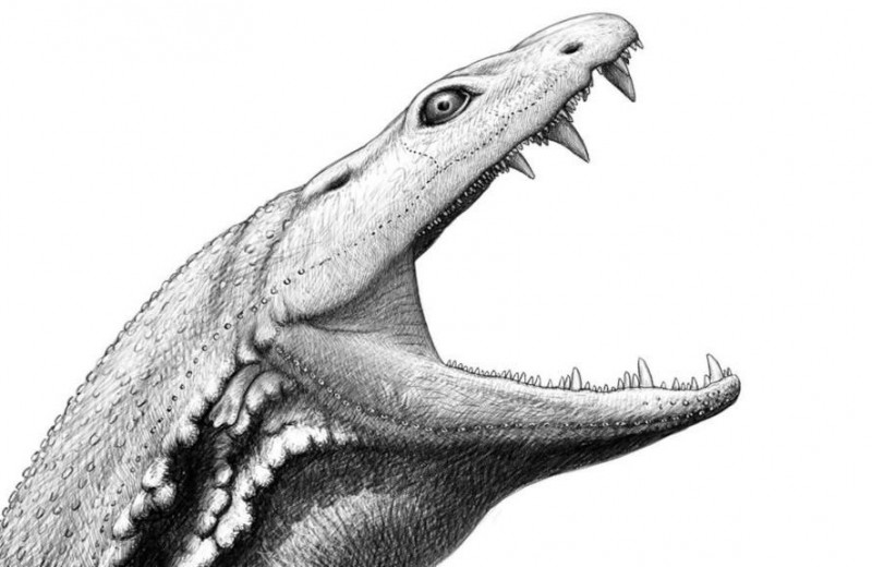 Примитивный крокодил палеозоя: знакомьтесь, ваш родственник, которому очень не повезло с останками