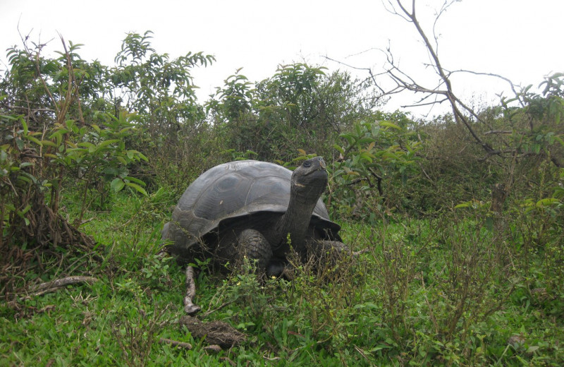 Геном галапагосской черепахи раскрыл секреты ее долголетия