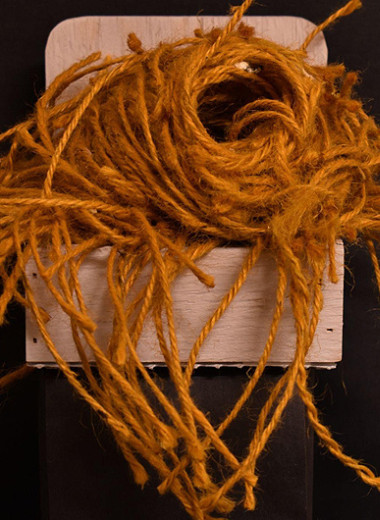 Сильные предпочтения помогли зебровым амадинам отказаться от конформизма