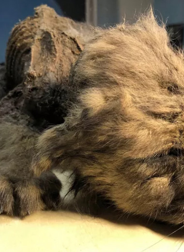 Недавно найденный в Сибири 18 000-летний щенок оказался не собакой, а волком