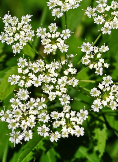 Это еще цветочки: 5 самых смертоносных растений в мире