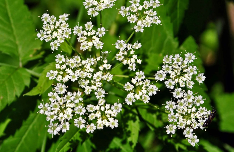 Это еще цветочки: 5 самых смертоносных растений в мире