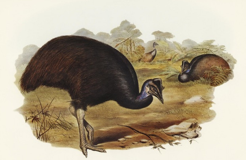 Жители Новой Гвинеи начали выращивать птенцов казуаров в неволе 17,8 тысячи лет назад
