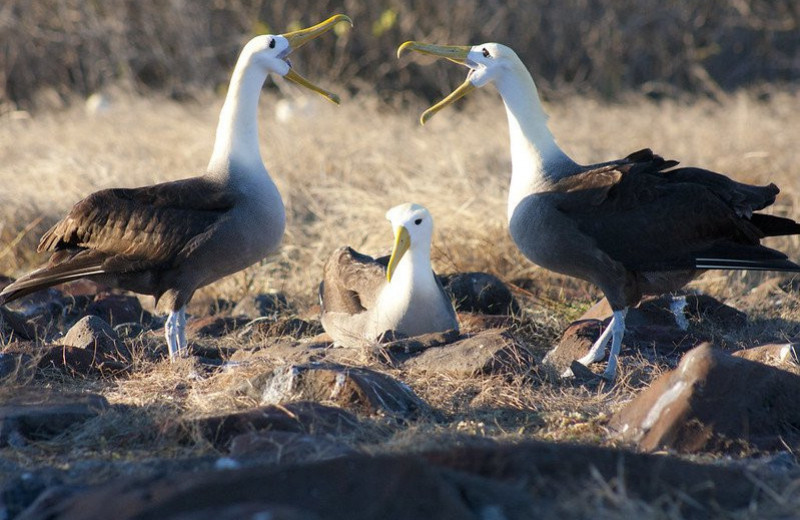 Изменения климата подталкивают альбатросов к разводу