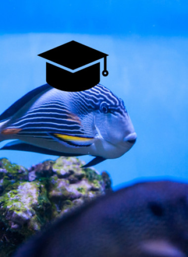 Подводные гении: 5 самых умных рыб на планете