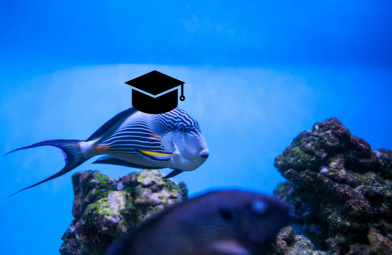 Подводные гении: 5 самых умных рыб на планете