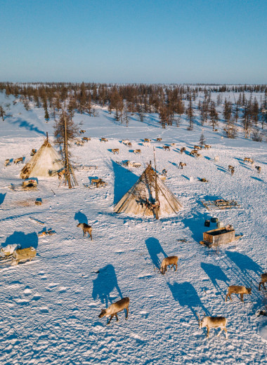 В год около 100 переездов: 10 фактов, которые удивляют в жизни оленеводов на Ямале