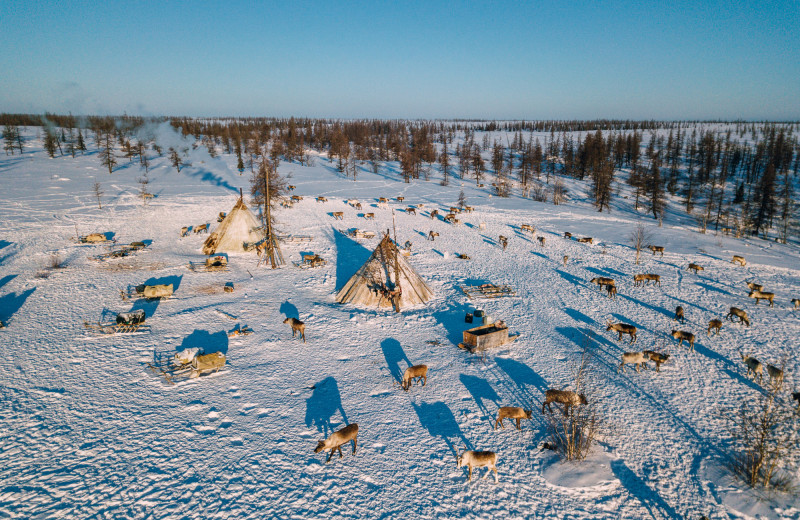 В год около 100 переездов: 10 фактов, которые удивляют в жизни оленеводов на Ямале